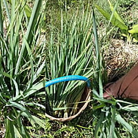 LEMON GRASS OIL LEMON GRASS OIL