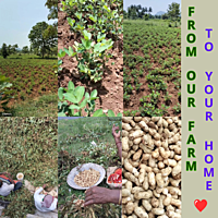 Organic Native Peanuts