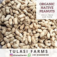 Organic Native Peanuts