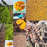 ORGANIC NATIVE TURMERIC POWDER